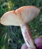 Lactarius vinaceorufescens 